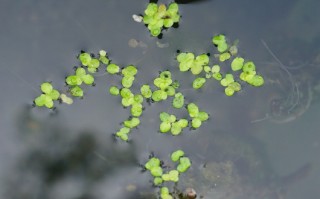 世界上最大浮萍(世界上最大浮萍是什么)