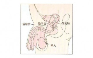 前列腺在哪里(前列腺在哪里位置)