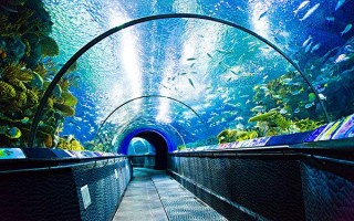 世界上著名的水族馆(世界上著名的水族馆有哪些)