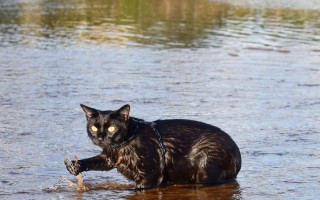 世界上最大的黑猫(世界上最大的黑猫品种)