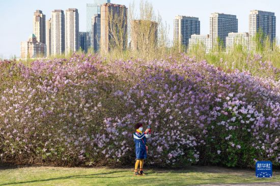 哈尔滨：丁香花开-第1张图片-无双博客