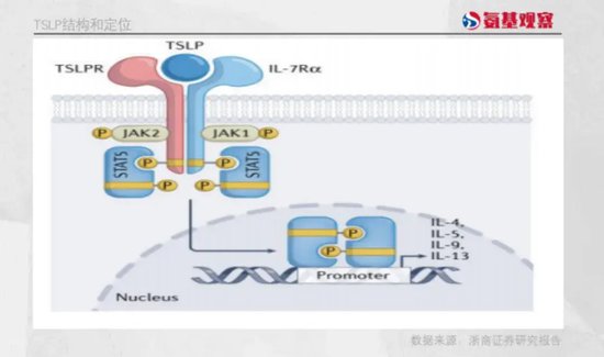 被赚差价的恒瑞医药，与火爆的TSLP靶点-第1张图片-无双博客