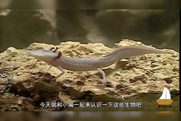 世界上像龙的生物(长相像龙的生物)-第2张图片-无双博客