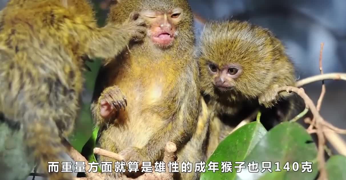 世界上最小的猴子体长(世界上最小的猴子狨猴)-第2张图片-无双博客