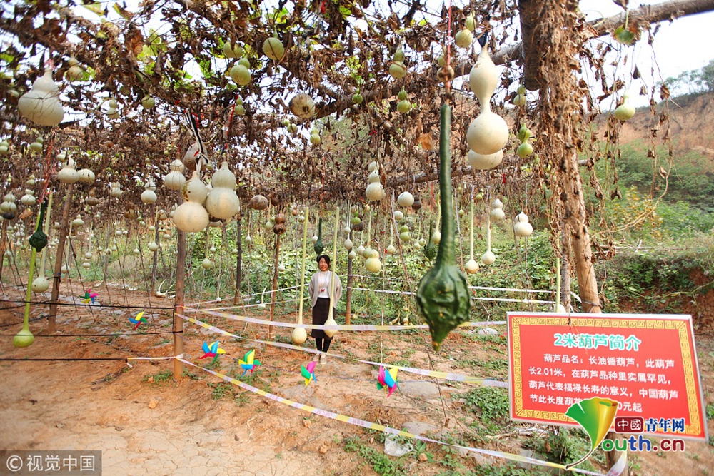 世界上最大葫芦(最大的葫芦有多大图片欣赏)-第2张图片-无双博客