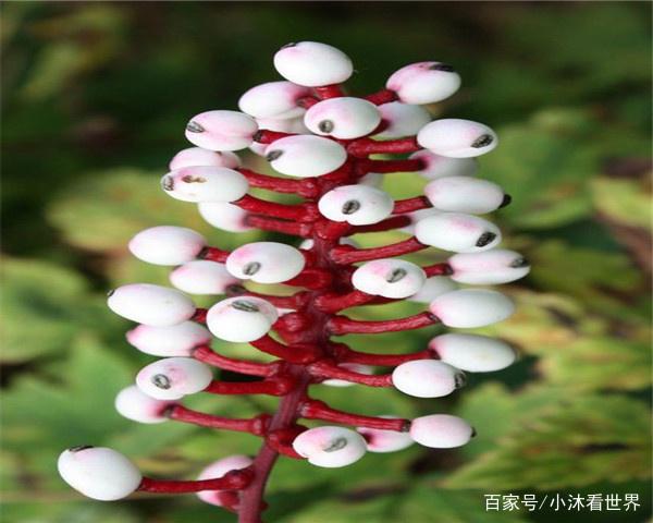 世界上奇怪的花(世界上最奇怪的8种花)-第1张图片-无双博客