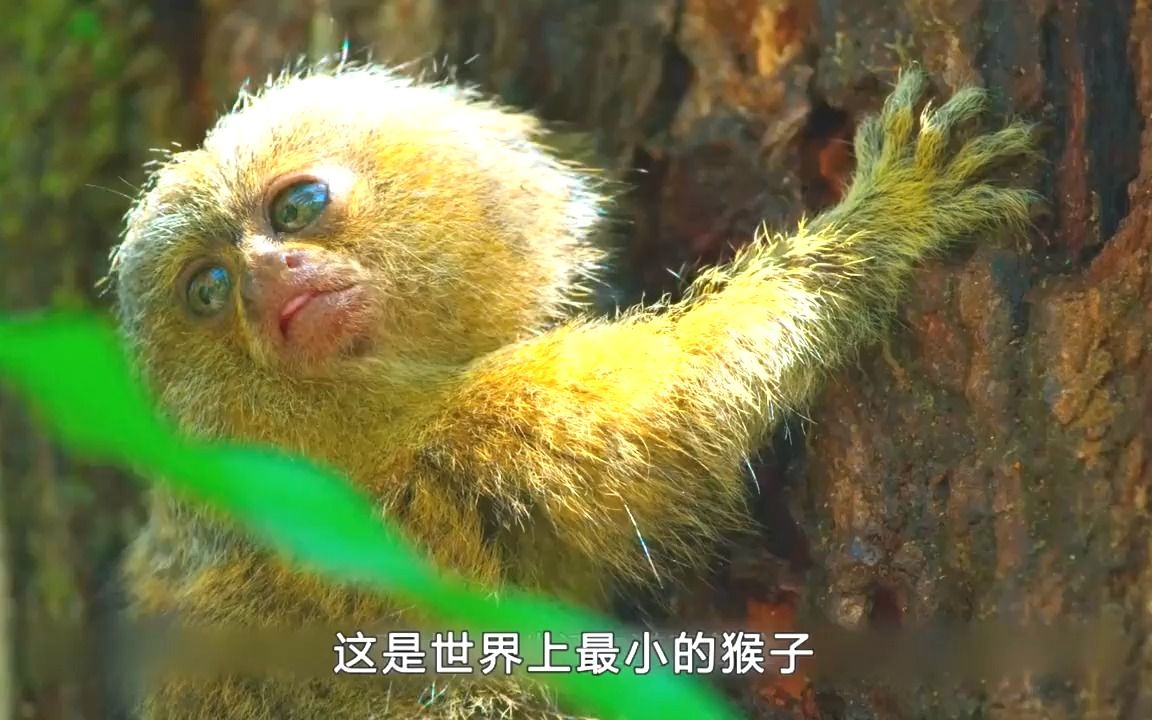 世界上最小的猴子图片(世界上最小的猴子图片高清)-第2张图片-无双博客