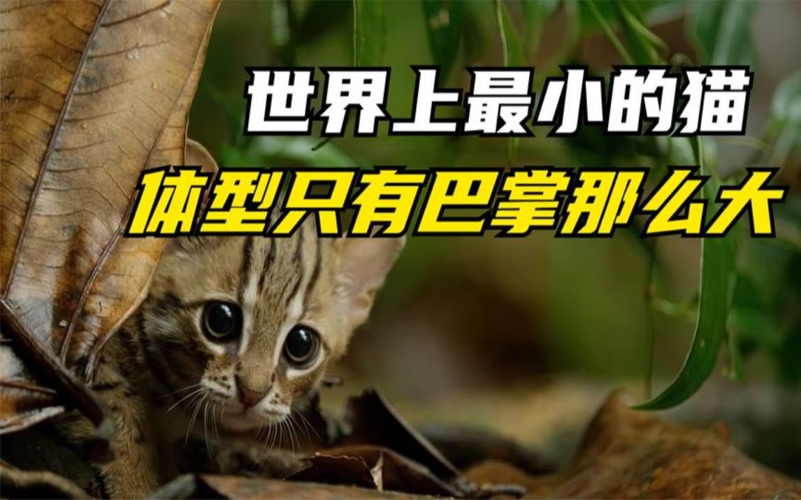 世界上最小的猫图片(世界上最小的猫图片)-第1张图片-无双博客