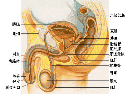 世界上最大的生殖器官(世界生殖最大的人)-第2张图片-无双博客