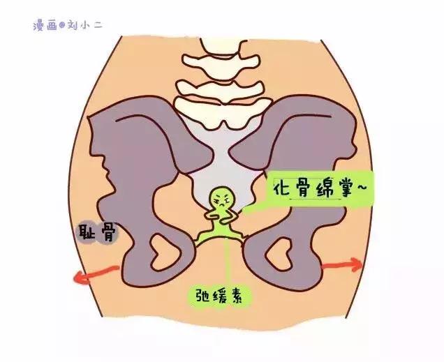 耻骨在哪里(耻骨在哪里身体哪个位置)-第2张图片-无双博客