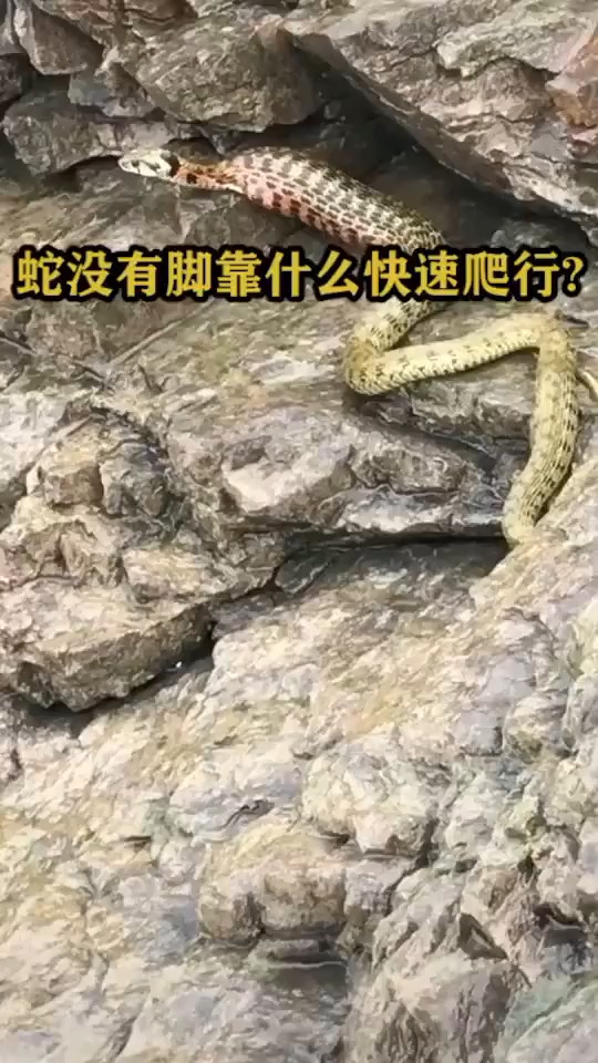 世界上长脚的蛇(世界上长脚的蛇有多少种)-第1张图片-无双博客