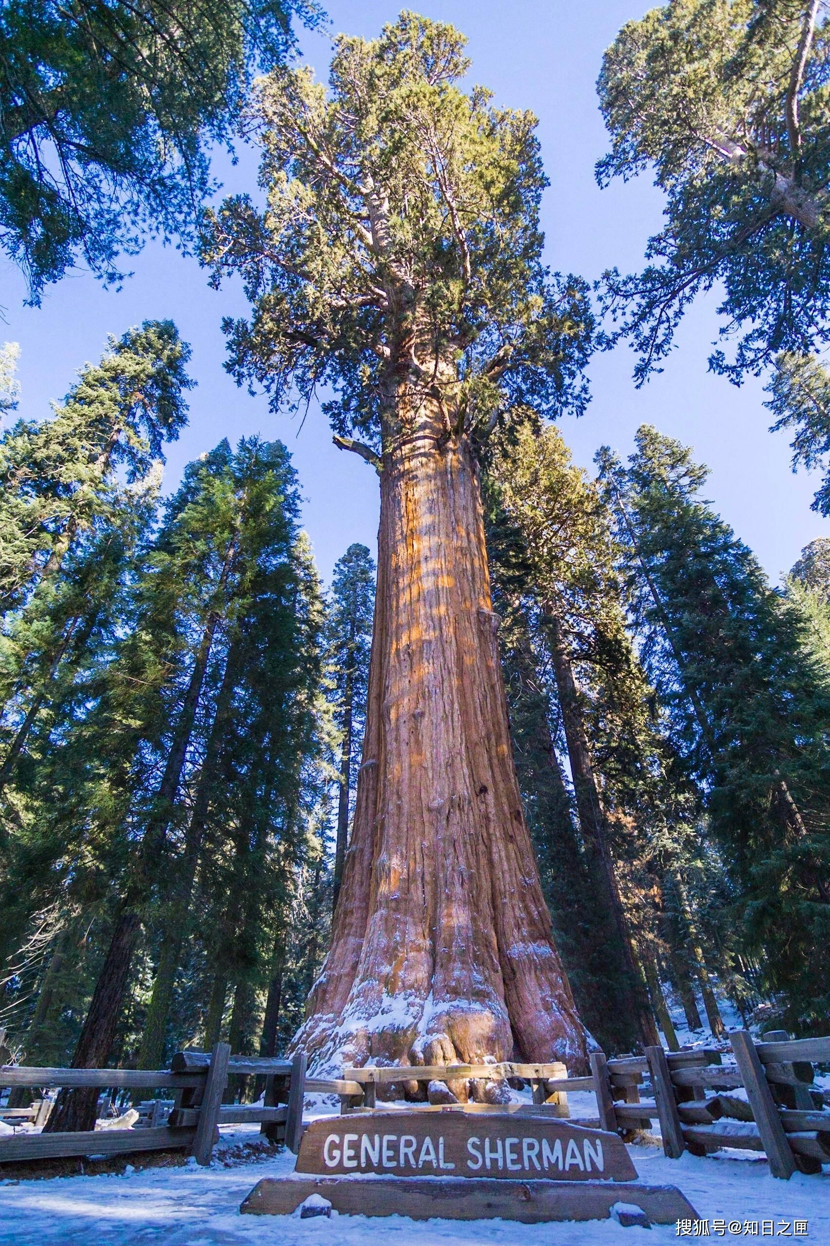 百马树是不是世界上最大的树(百马树是不是世界上最大的树种)-第2张图片-无双博客