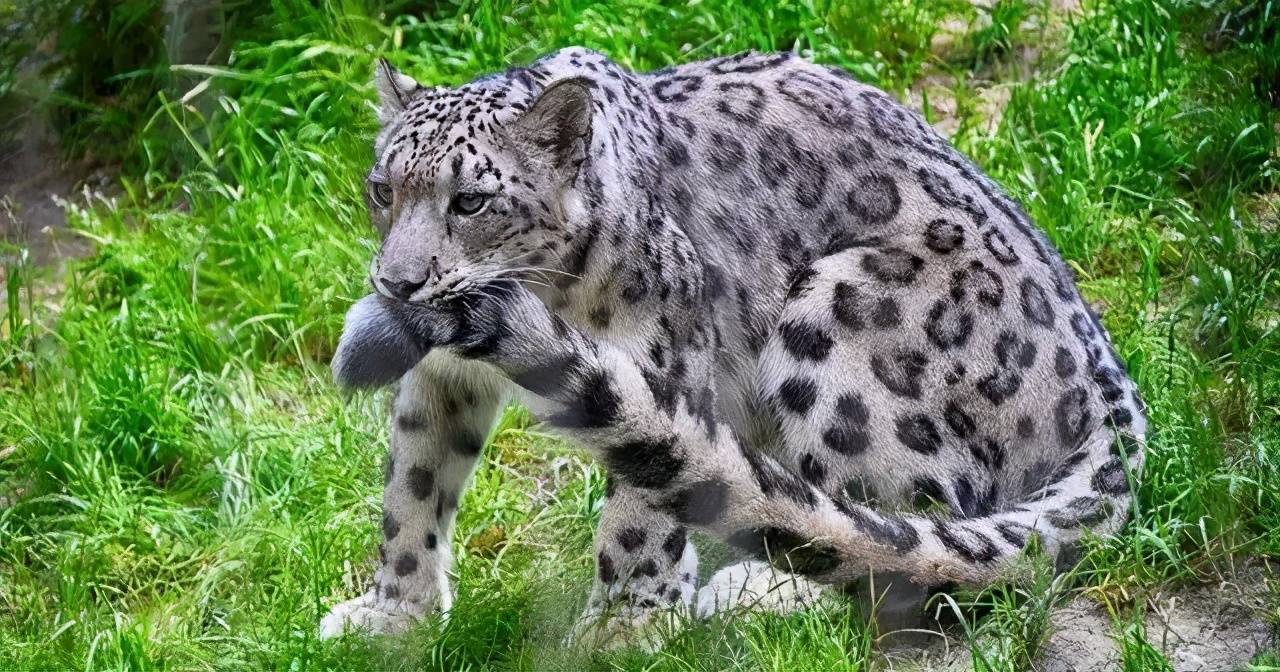 世界上最大的猫科动物(世界上最大的猫科动物遇见了赶快跑)-第1张图片-无双博客