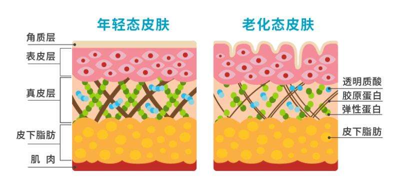 胶原蛋白哪里有(胶原蛋白打一针大概多少钱啊)-第2张图片-无双博客