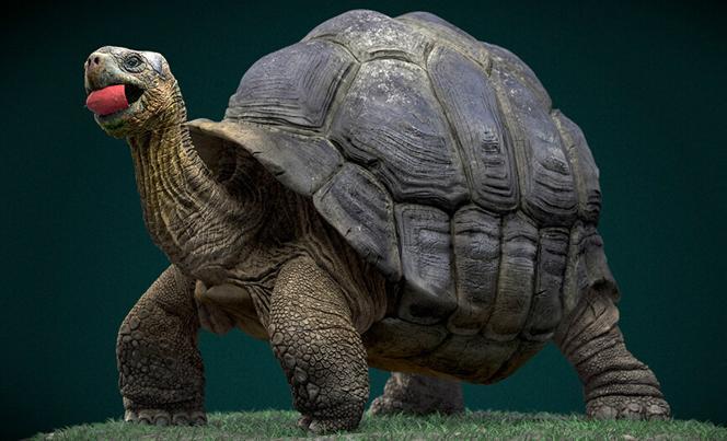 世界上最大的乌龟(世界上最大的乌龟是什么龟) 第2张