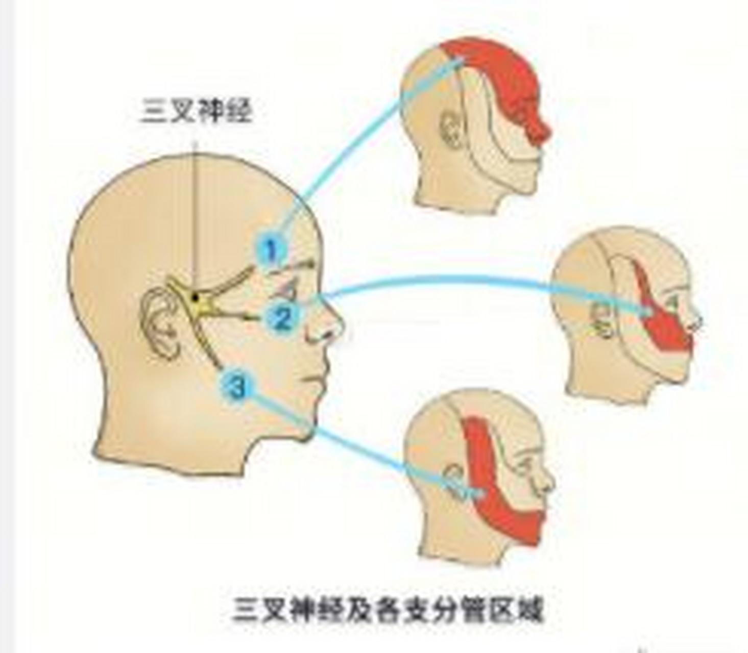 三叉神经在哪里(耳朵后面疼是三叉神经在哪里)-第1张图片-无双博客