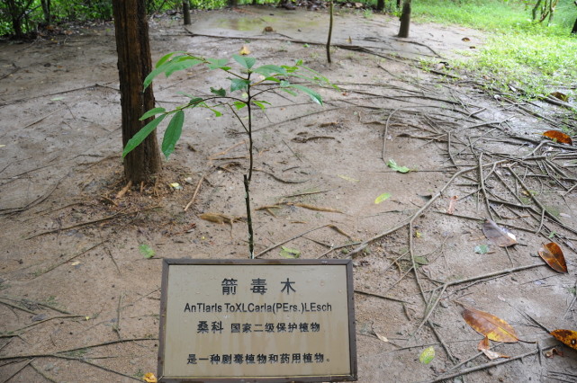 世界上被树意外毒死过人吗(世界上被树意外毒死过人吗知乎)-第2张图片-无双博客